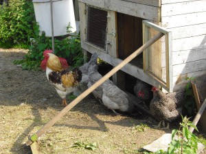 Fanda a jeho šedé holky...